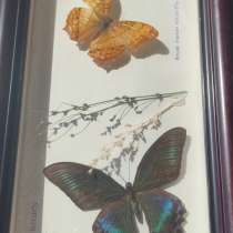 Коллекционные бабочки под стеклом, в Москве