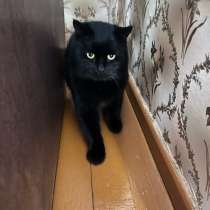 Кот помесь мэйнкуна, в Москве