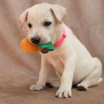 Малюсенькие красивые щеночки ищут дом, в г.Санкт-Петербург