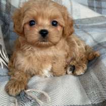 Малышки мальтипу: на продажу, в Махачкале