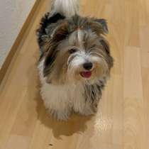 Щенки бивер йоркширский терьер, в г.Гота