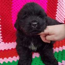 Ньюфаундленды красивенные щеночки в продаже !!!, в Вологде