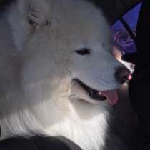 Самоеды вязка и щенки на продажу, в Гаврилов-яме