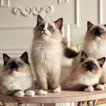 Beautiful Ragdoll kittens, в г.Рига