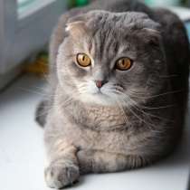 Кошка вислоухая 4 месяца срочно!, в Оренбурге
