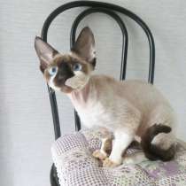 Молодые котики Девон-рексы, в Москве