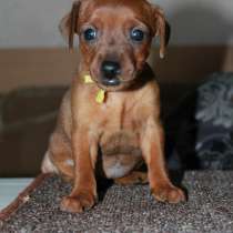 Пинчер Геленджике, в Геленджике