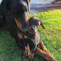 Доберман Магнитогорск, в Магнитогорске