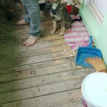 Отдам даром в добрые руки щенок 4месяца, в Обнинске