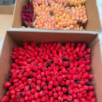 Тюльпаны оптом, в Краснодаре