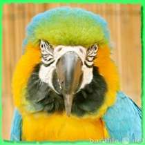 Ара сине - жёлтый самцы, 50тр., есть 2-п Москва, в Москве