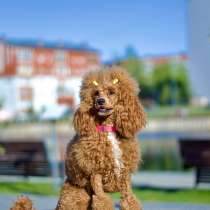 Щенки той-пуделя, в Ижевске