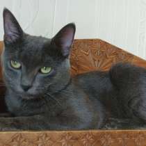 Идеальный котик Оскар ищет свой дом, в г.Москва