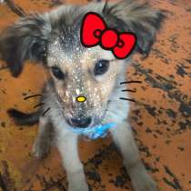 Отдам щенка в добрые руки, в Топках