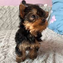 Йоркширский терьер, в Уссурийске