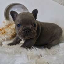 Французский бульдог в голубом окрасе, в г.Минск