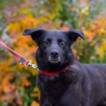 Собака с разноцветными глазами, в Санкт-Петербурге