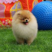 Шпиц Владикавказ, в Владикавказе