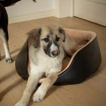 Красавица Кнопка в поиске дома и семьи!, в Москве