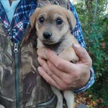 Щеночки-лапочки ищут дом, в Кашире