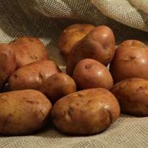 Домашня картопля, в г.Тернополь