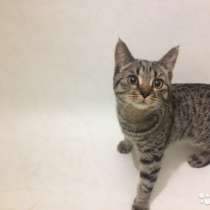 Кот Маркиз, в Москве