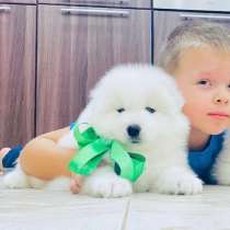 Собачки белоснежные самоедики, в Ногинске
