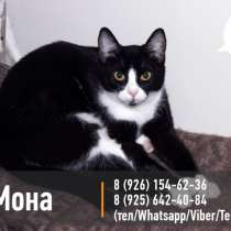 Кошечка Мона живёт надеждой на встречу с семьёй, в Москве