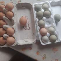 Домашние яйцо, в Липецке