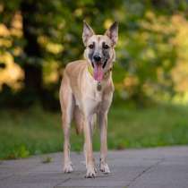 Миниатюрная Асенька, метис уиппета ищет семью!, в Москве