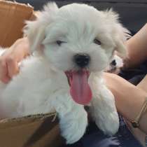 Мальтезе щенки 2.5мес, в Санкт-Петербурге