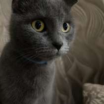 Отдам кошку в добрые руки, в Прокопьевске