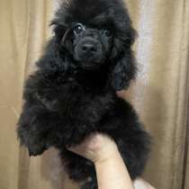 Той пудель, в Санкт-Петербурге