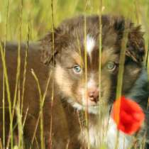 Щенок Miniature American Shepherd (MAS) - кобель, в г.Гданьск