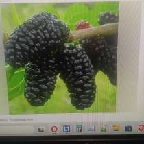 Обмен торговля с/х продукцией, в Брянске