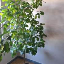 Домашние цветы, в Камышине