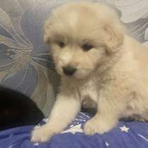 Отдам 3 щенков, в Фрязине