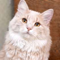 Рыжая пушистая кошечка Фанни в дар, в Москве