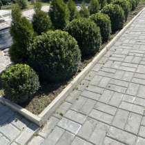 Самшит шар, туи смарагд, в Воронеже