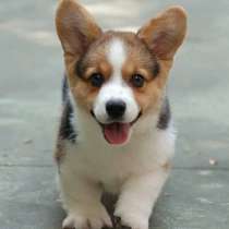 Корги Муром, в Муроме