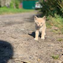 Отдам котят в добрые руки❤️, в Домодедове