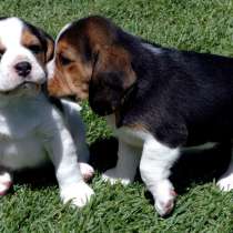 Бигль Улан Уде, в Улан-Удэ