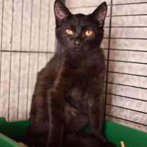 Славный черный котенок Фараон ищет дом, в Москве