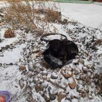 Помогите обрести собаке дом, в Новокузнецке