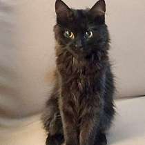 Маленькое чудо Яшенька,милейший черный котенок в добрые руки, в г.Москва