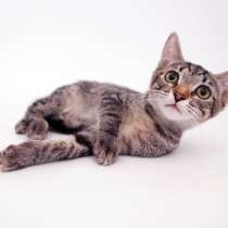 Игривая Элен-Мари ждет хорошую семью, в Москве