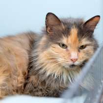 Спокойная Янтария мечтает о тихом домашнем счастье, в Москве