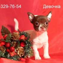 Девочка чихуахуа белая с шоколадом, в Сергиевом Посаде