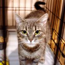 Добрая Камила в поисках дома, в Москве