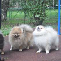 Себастьян Барон С Рублевки, в Москве